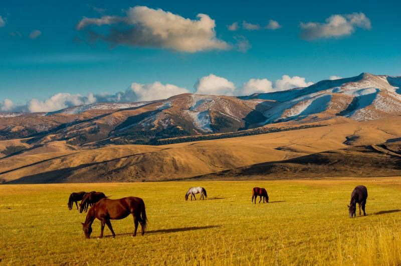 Horses in the fields of Kazakhstan / Attar